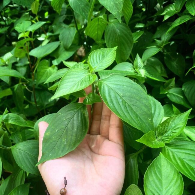 Chọn lá cẩm tươi