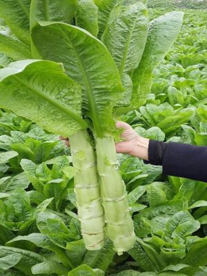 Hình ảnh cây rau tiến vua