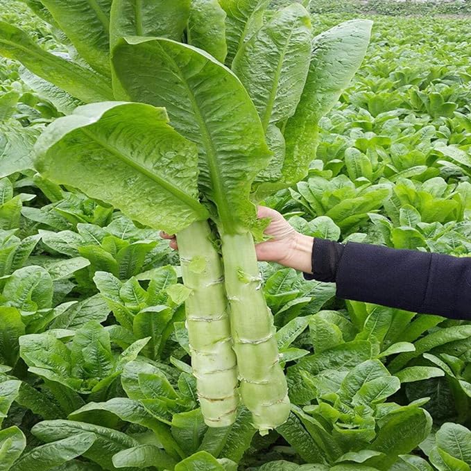 Hình ảnh cây rau tiến vua