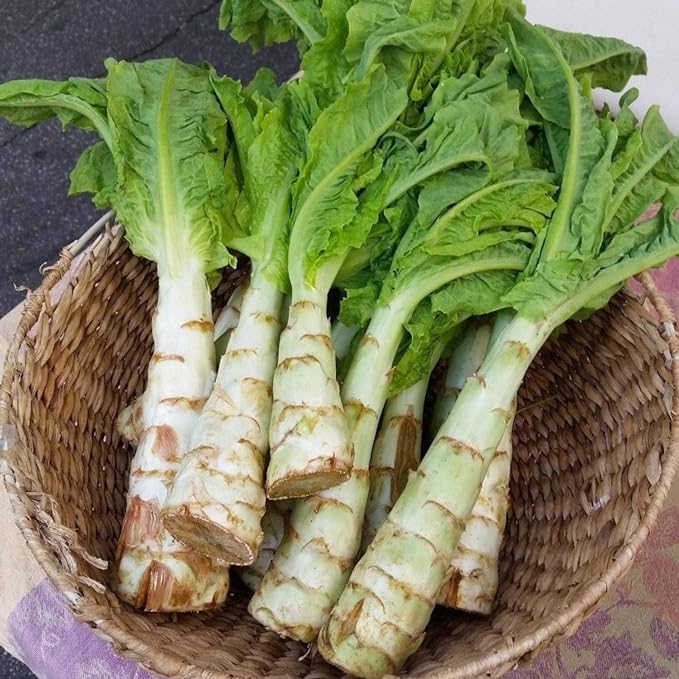 Hình ảnh cây rau tiến vua sau thu hoạch