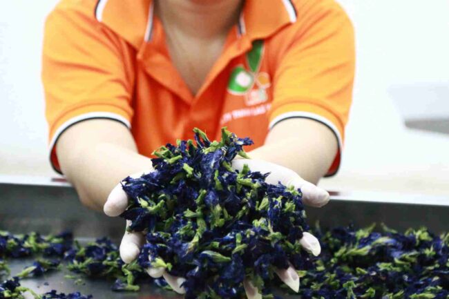 Hoa đậu biếc sau khi sấy khô