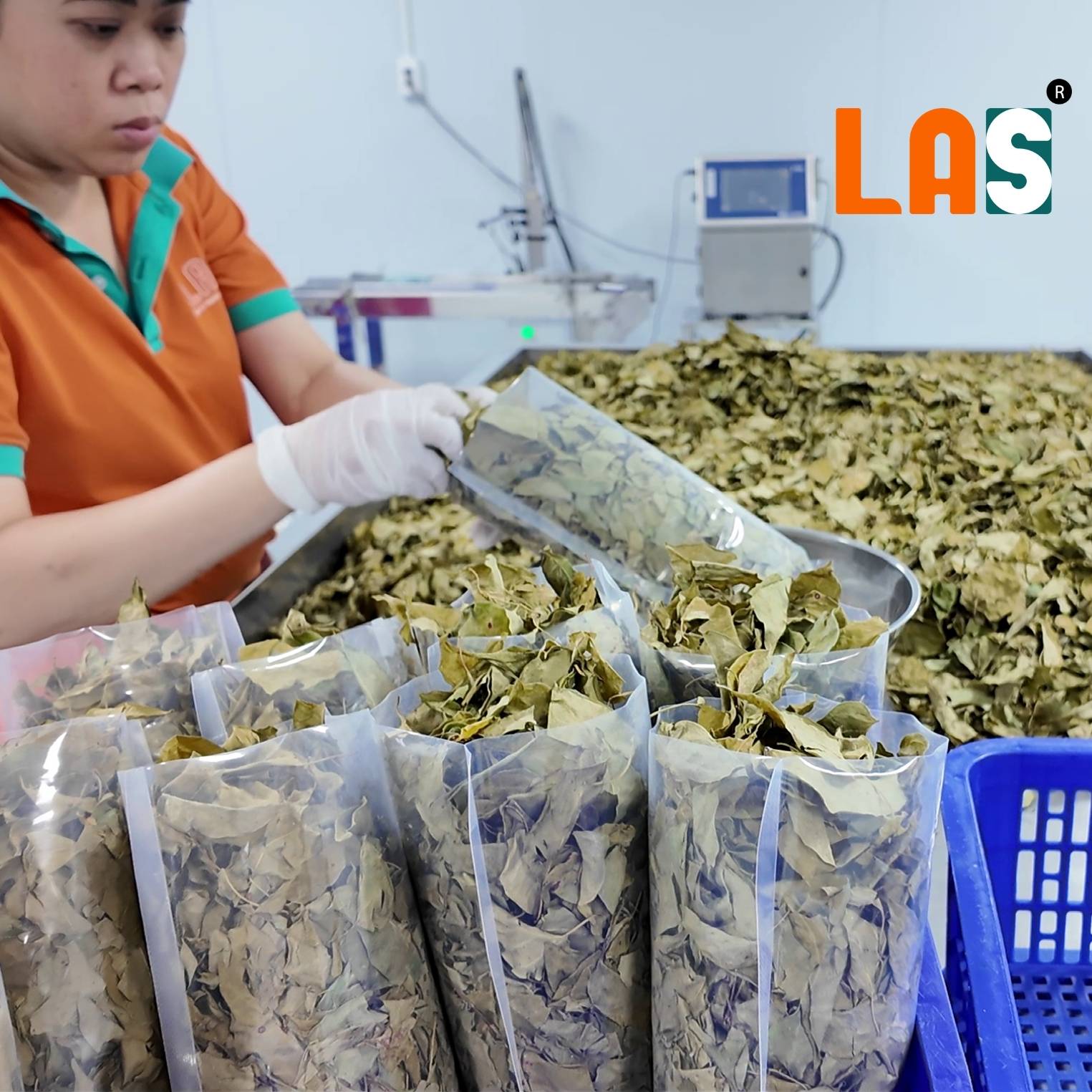 Cho vào túi PE 100g/túi