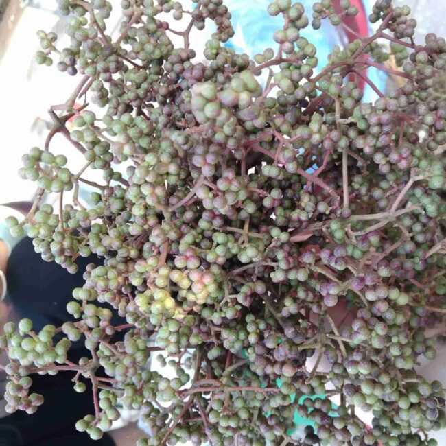Thu hái hạt mắc khén
