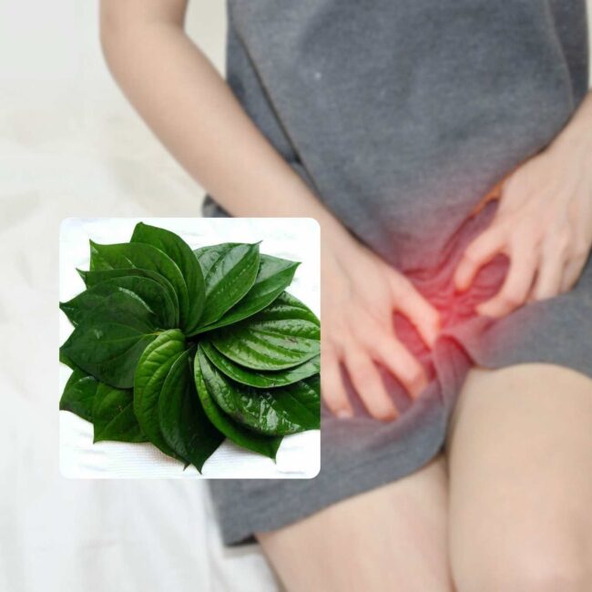 Lá trầu không điều trị viêm âm đạo