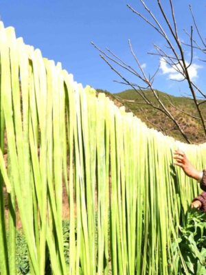 Tiến hành phơi rau dưới nắng gắt