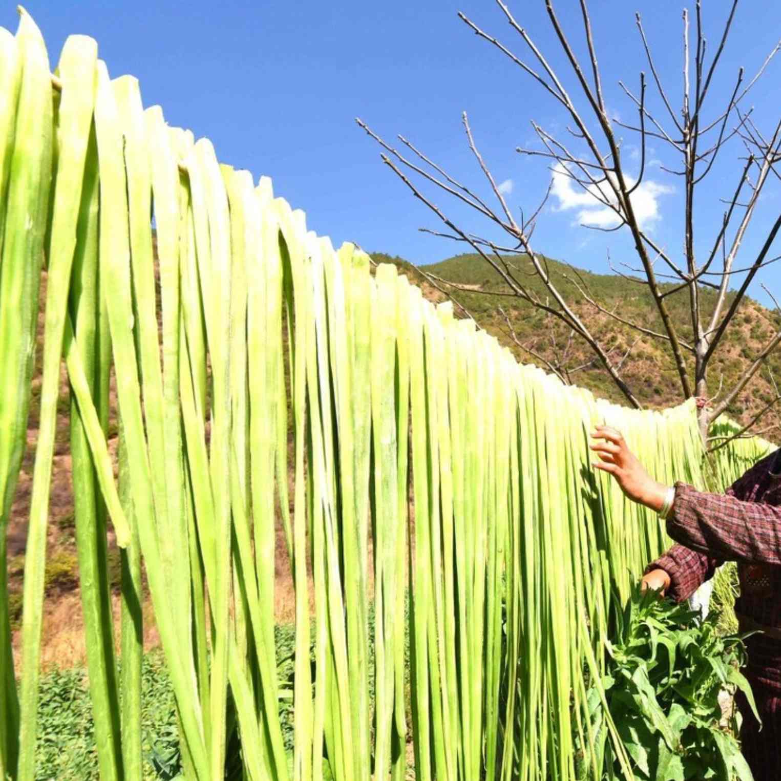 Tiến hành phơi rau dưới nắng gắt
