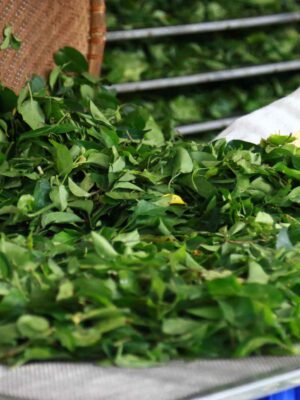 Quy trình sấy khô lá giang