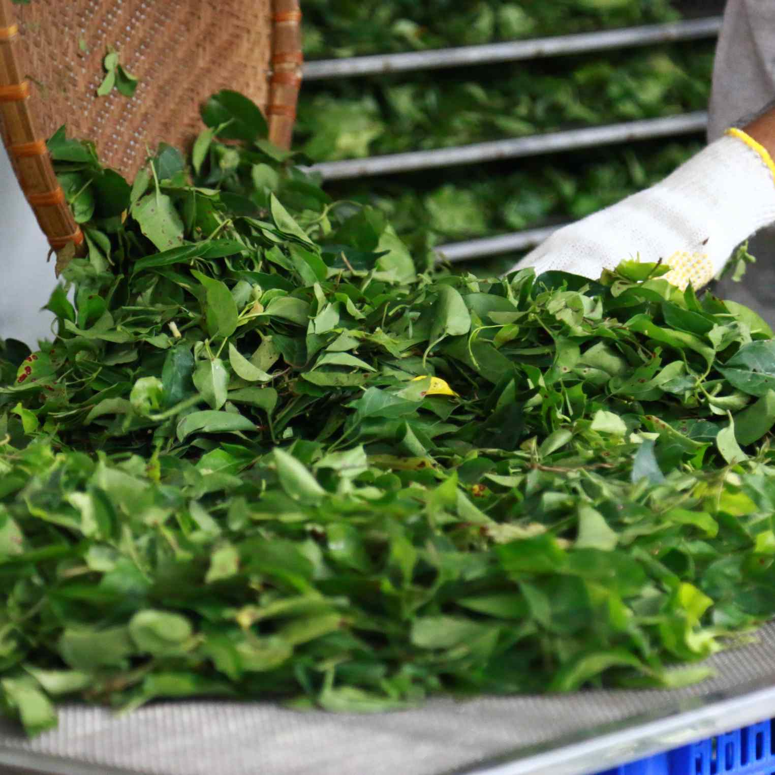 Quy trình sấy khô lá giang