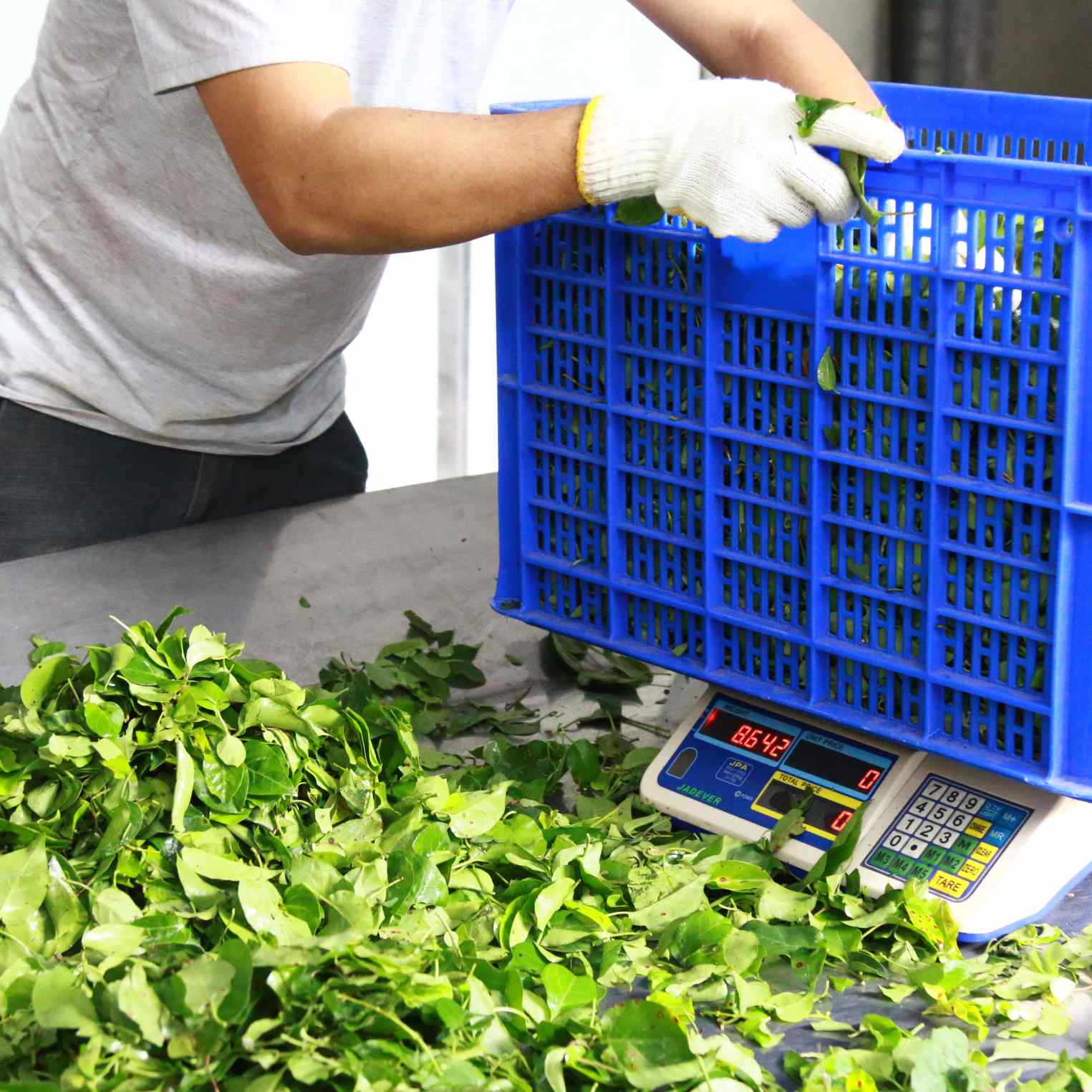 Quy trình sơ chế lá giang