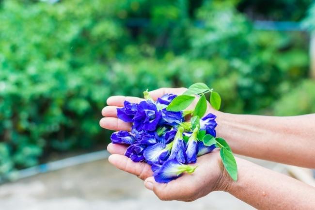 Hoa đậu biếc tươi