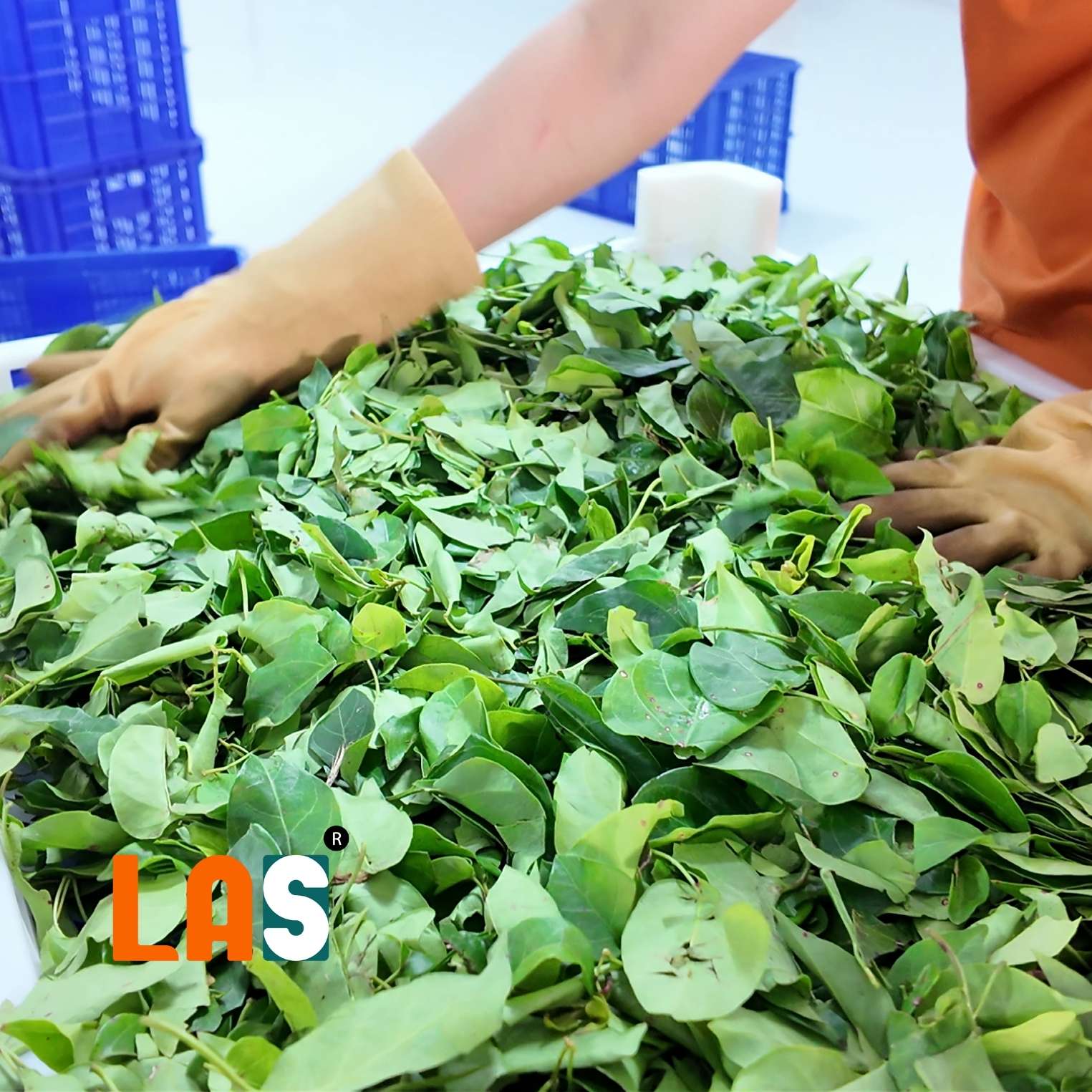 Trải lá giang ra khay