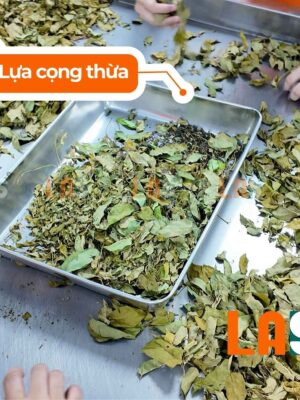 Lựa cọng thừa