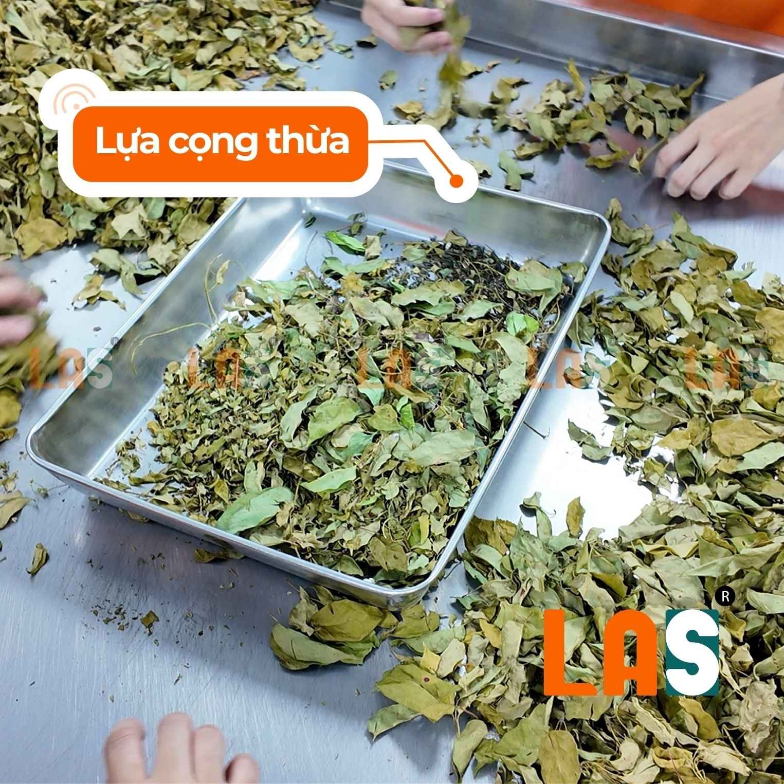 Lựa cọng thừa