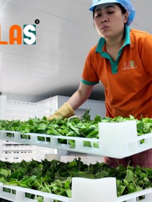 Xếp lá giang lên khay