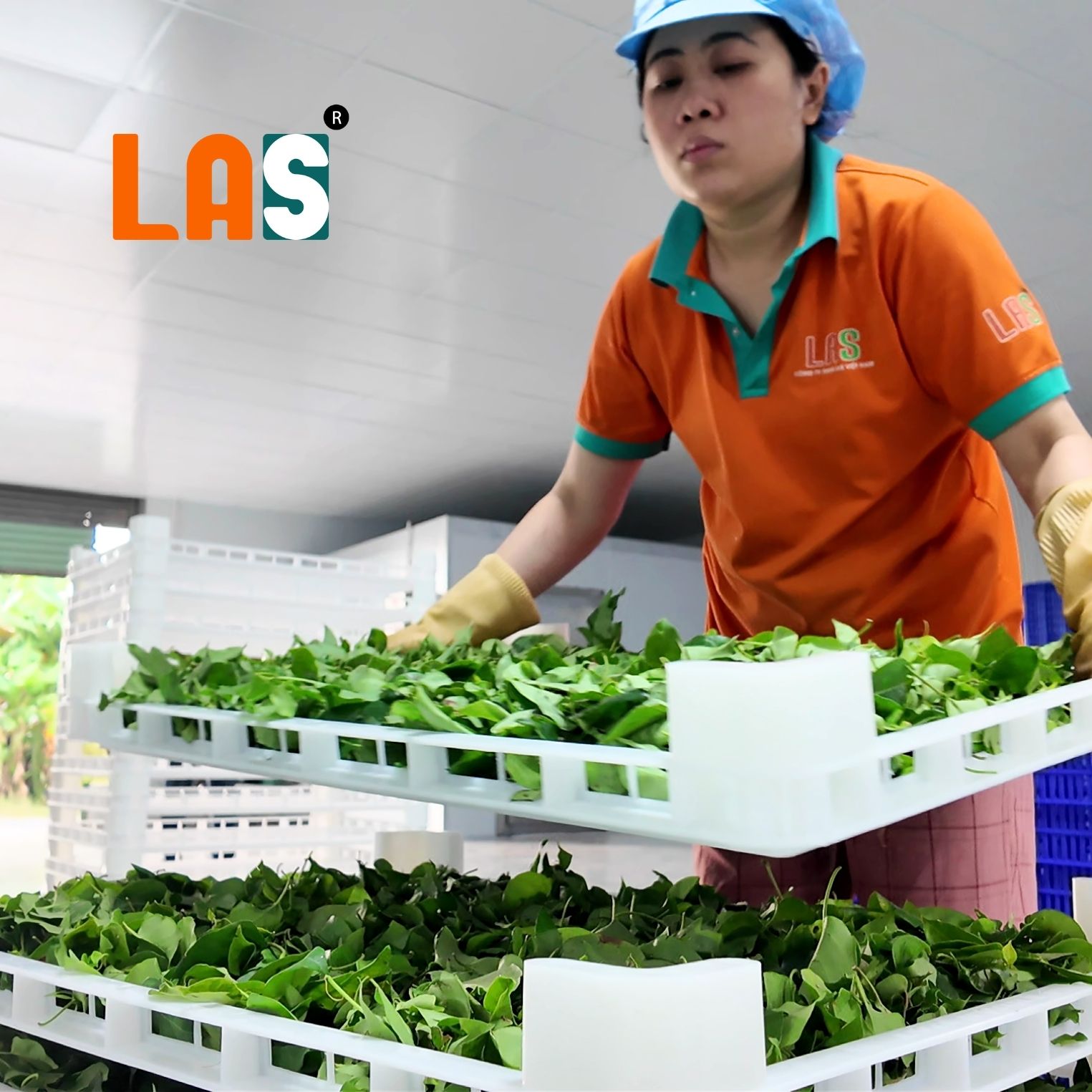Xếp lá giang lên khay