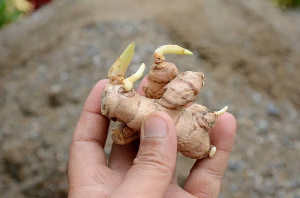Gừng mọc mầm có ăn được không?