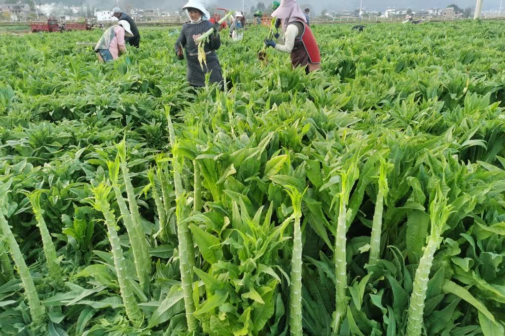 Cách trồng rau tiến vua cho nâng suất cao