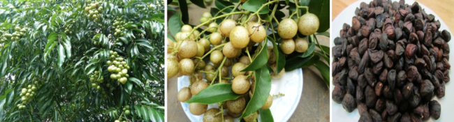 Mắc mật