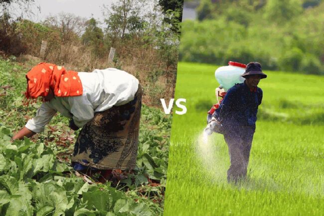 Canh tác hữu cơ là gì và khác biệt như thế nào so với canh tác truyền thống?
