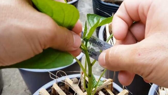 Hướng dẫn cách ngắt đọt