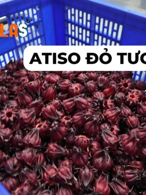 Atiso đỏ tươi