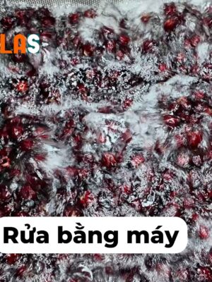 Rửa atiso đỏ bằng máy