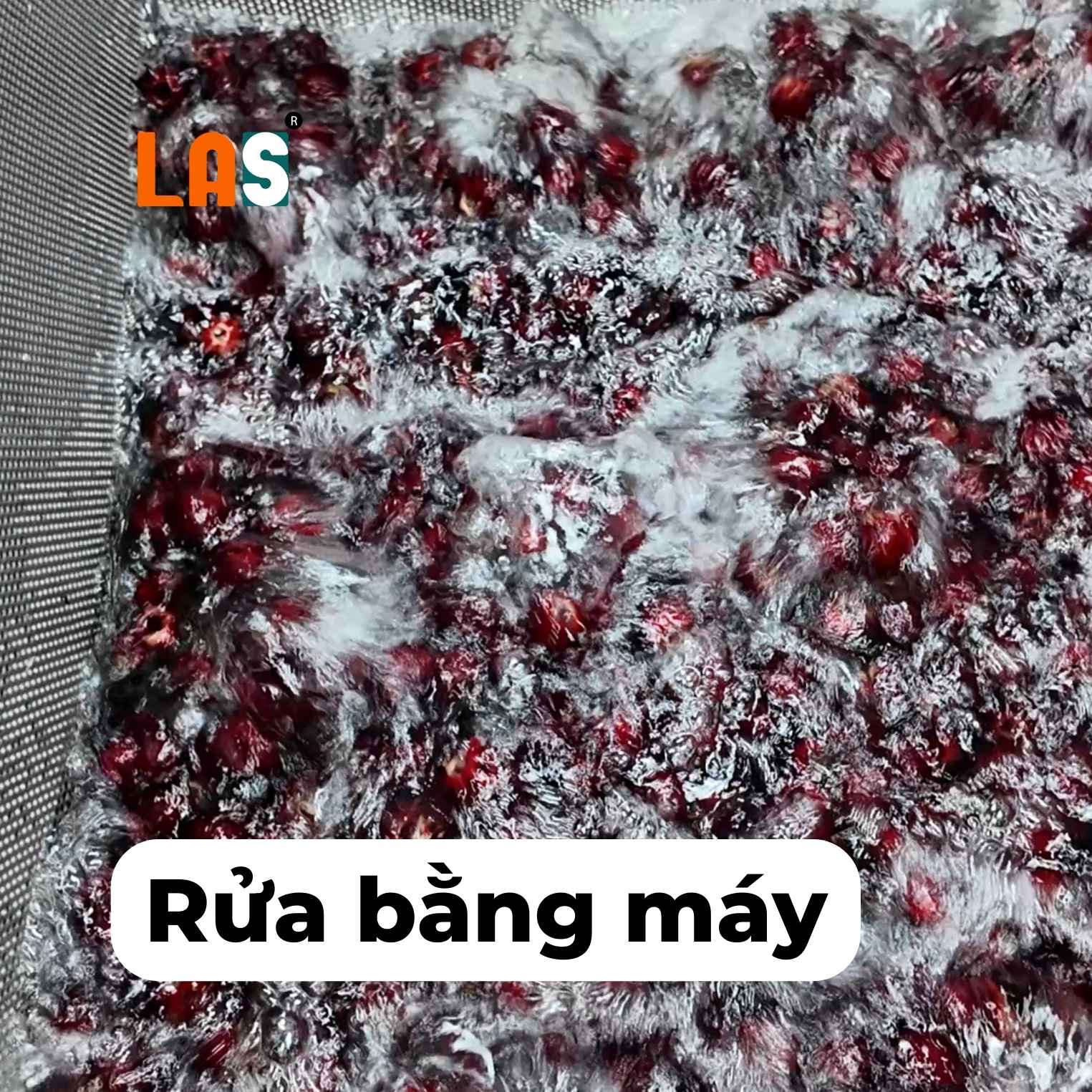 Rửa atiso đỏ bằng máy