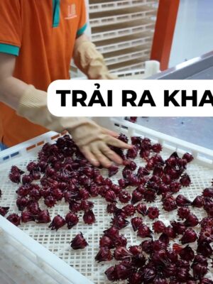 Rửa atiso đỏ bằng máy