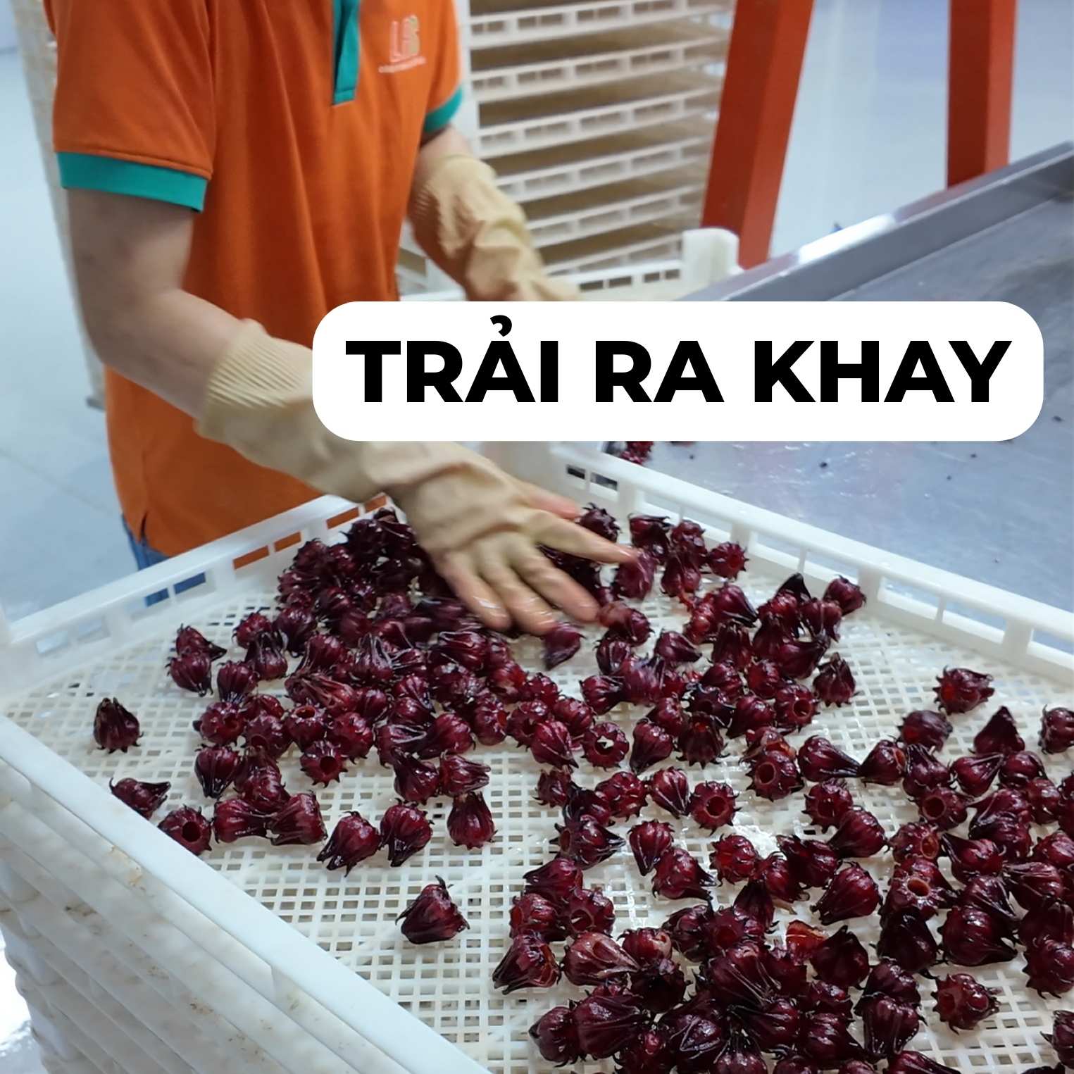 Rửa atiso đỏ bằng máy