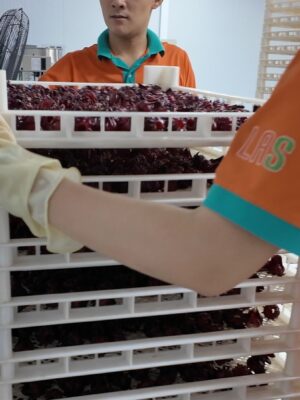 Xếp atiso đỏ lên khay sấy