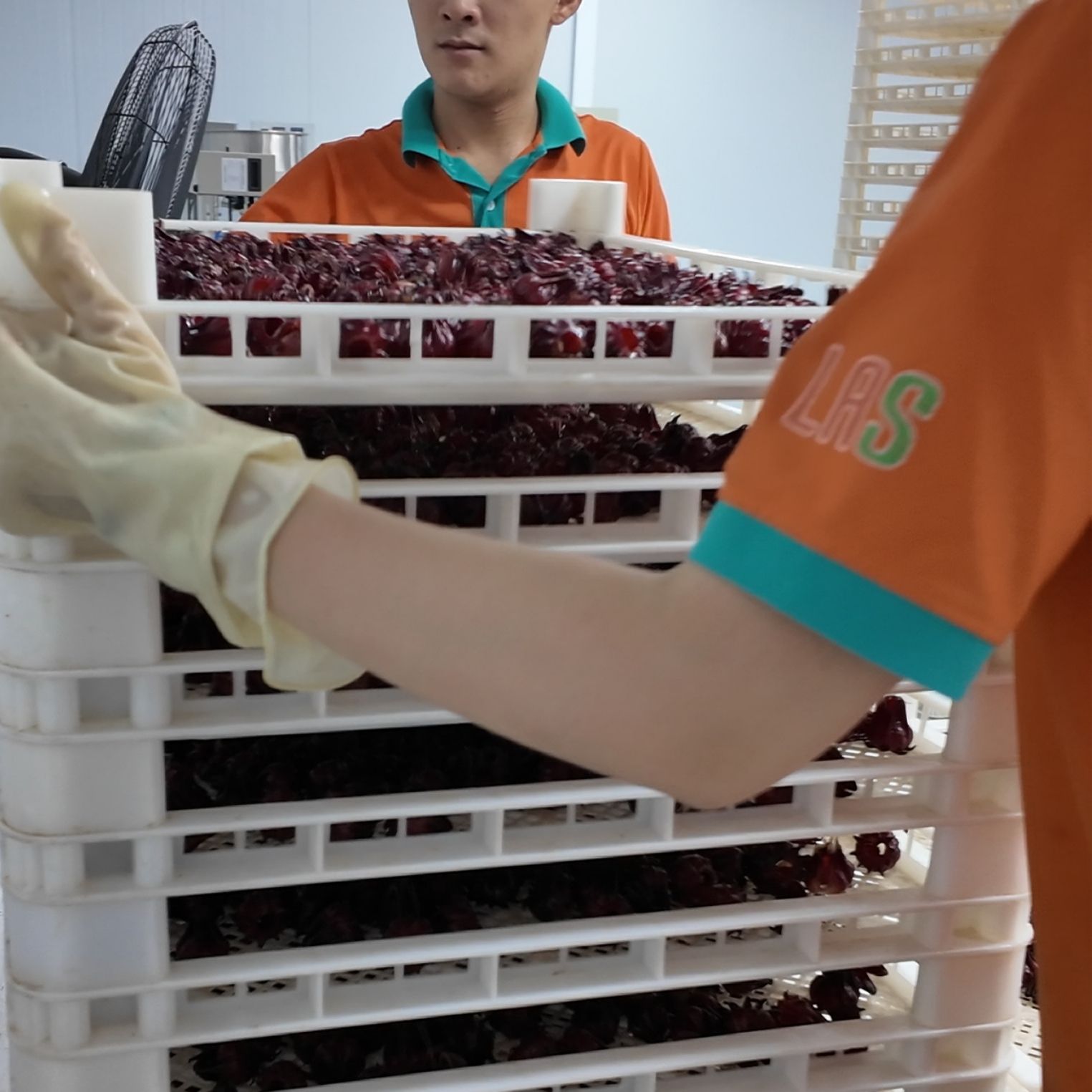 Xếp atiso đỏ lên khay sấy