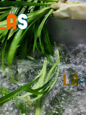 Làm sạch lá dứa