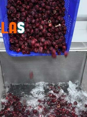 Cho vào múc sục rửa